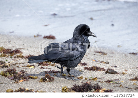 Hermopotus glass 137537724