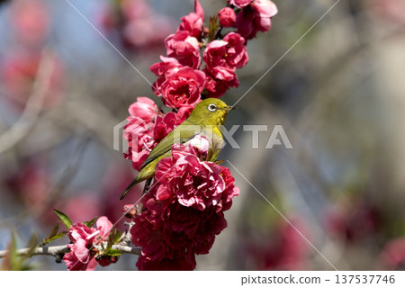 Peach blossom and mezzo 137537746