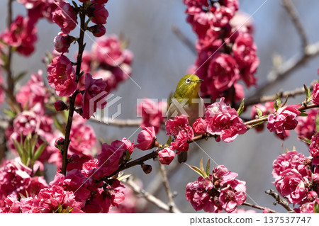 Peach blossom and mezzo Peach blossom and mezzo 137537747