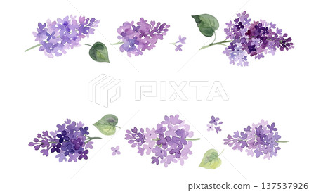 Watercolor style lilac illustration Watercolor style lilac illustration 137537926
