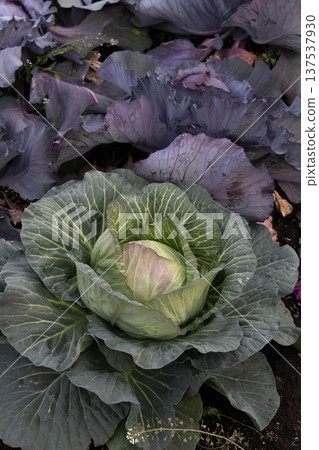 高麗菜和葉子留白 137537930