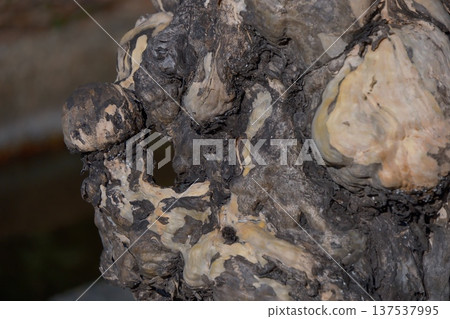 Tree burls and bark texture 137537995