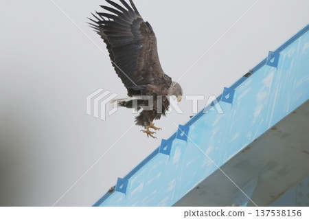 白尾鷹獵物 137538156