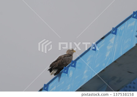 一隻白尾海鵰棲息在橋上 137538158