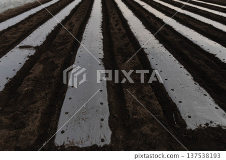 A black soil field lined with transparent mulch A black soil field lined with transparent mulch 137538193