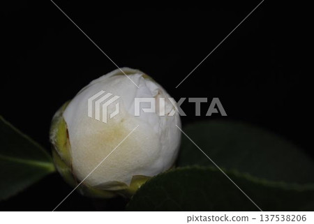 White camellia buds White camellia buds 137538206