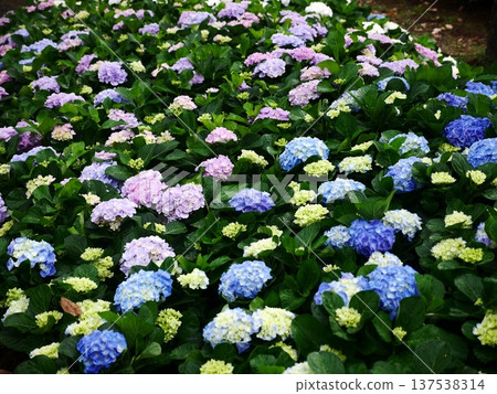 Hydrangea 26 Hydrangea 26 137538314