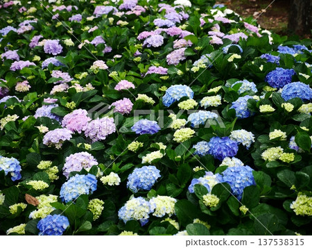 Hydrangea 25 137538315