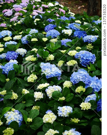 20 hydrangeas 137538320