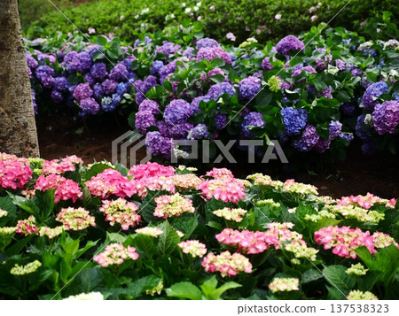 繡球花17 137538323