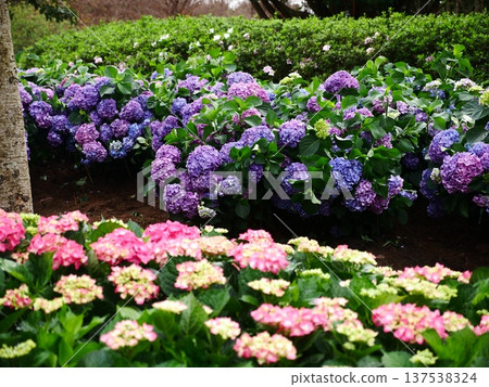 Hydrangea 16 Hydrangea 16 137538324