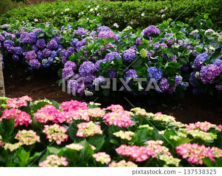 繡球花15 137538325