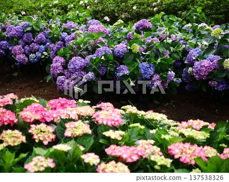 Hydrangea 14 Hydrangea 14 137538326