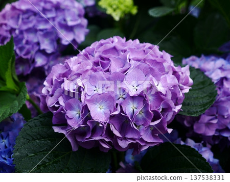 繡球花09 繡球花09 137538331