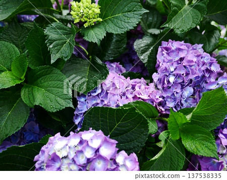 Hydrangea 05 Hydrangea 05 137538335