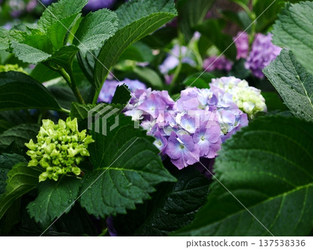 繡球花04 繡球花04 137538336