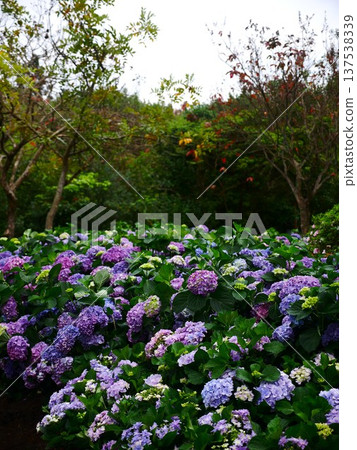 Hydrangea 01 Hydrangea 01 137538339