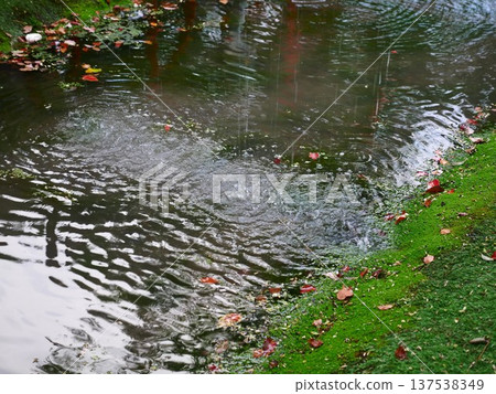 The Pond in the Rain 03 The Pond in the Rain 03 137538349