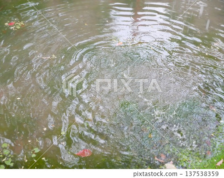 下雨的池塘01 下雨的池塘01 137538359