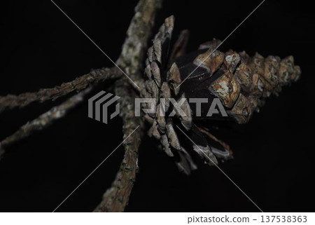 水平的松果 137538363