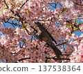 Bulbul and cherry 137538364