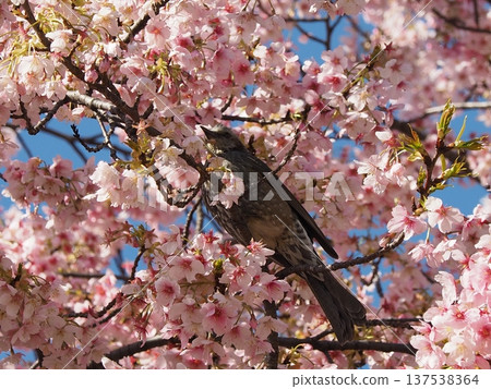 Bulbul and cherry Bulbul and cherry 137538364