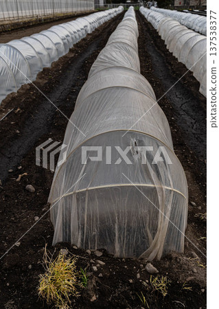 A field lined with vinyl tunnels A field lined with vinyl tunnels 137538377