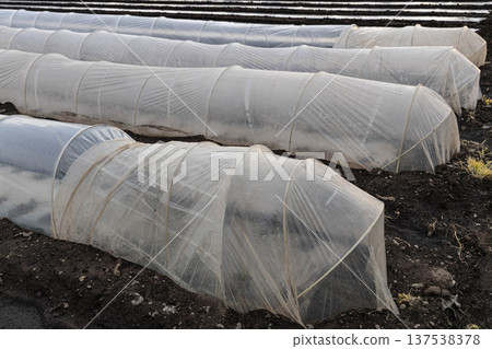 A field lined with vinyl tunnels 137538378
