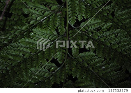 Fern with lush fern leaves Fern with lush fern leaves 137538379