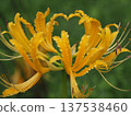 Yellow colored flower 137538460