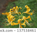 A swallowtail butterfly resting on a yellow spider lily 137538461