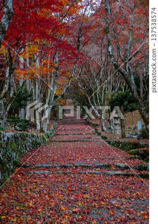 Falling autumn leaves on the approach to Keisokuji Temple (Shiga) (vertical composition) Falling autumn leaves on the approach to Keisokuji Temple (Shiga) (vertical composition) 137538574