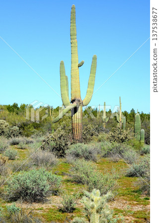 Old Saguaro Cactus Sonora desert Arizona 137538677