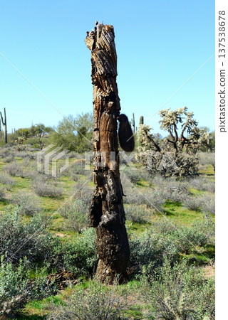 Old Saguaro Cactus Sonora desert Arizona Old Saguaro Cactus Sonora desert Arizona 137538678