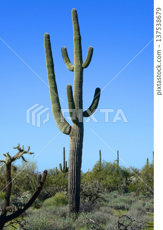 Old Saguaro Cactus Sonora desert Arizona Old Saguaro Cactus Sonora desert Arizona 137538679