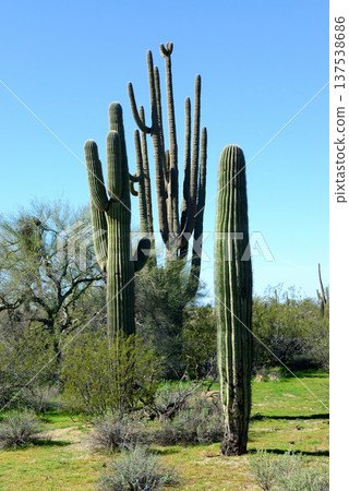 Old Saguaro Cactus Sonora desert Arizona 137538686