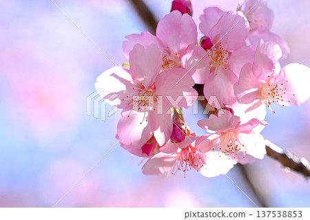 河津櫻花宣布春天的到來 137538853