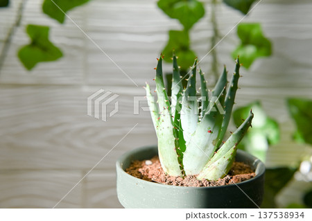 Aloe Aloe 137538934