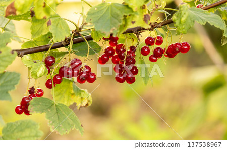 Red currant on a branch with green leaves, close-up. Sunny weather Red currant on a branch with green leaves, close-up. Sunny weather 137538967