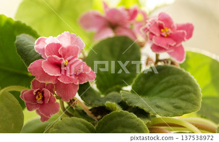 Pink violet with its beautiful flowers on the windowsill Pink violet with its beautiful flowers on the windowsill 137538972