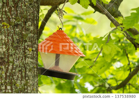 A bird feeder for wild birds hanging from a tree branch, against a blurred background A bird feeder for wild birds hanging from a tree branch, against a blurred background 137538980