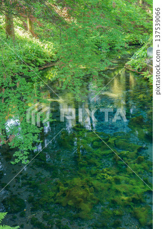 熊本縣阿蘇市白川源頭清澈的泉水和溪流景觀。 137539066