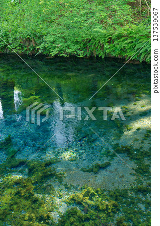 熊本縣阿蘇市白川源頭清澈的泉水和溪流景觀。 137539067