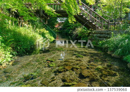 Scenery of the clear spring water and streams at the source of Shirakawa River in Aso, Kumamoto Scenery of the clear spring water and streams at the source of Shirakawa River in Aso, Kumamoto 137539068