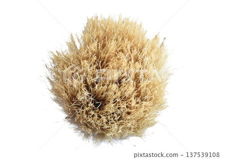 Type of bristles on a shaving brush. Type of bristles on a shaving brush. 137539108