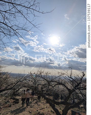 筑波山上盛開的梅花林 137539117