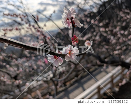 筑波山上盛開的梅花林 筑波山上盛開的梅花林 137539122