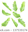 Leaves of tropical plants 137539174