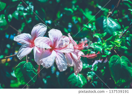 Pink hibiscus Pink hibiscus 137539191