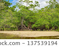 Mangrove forest on the beach edge 137539194